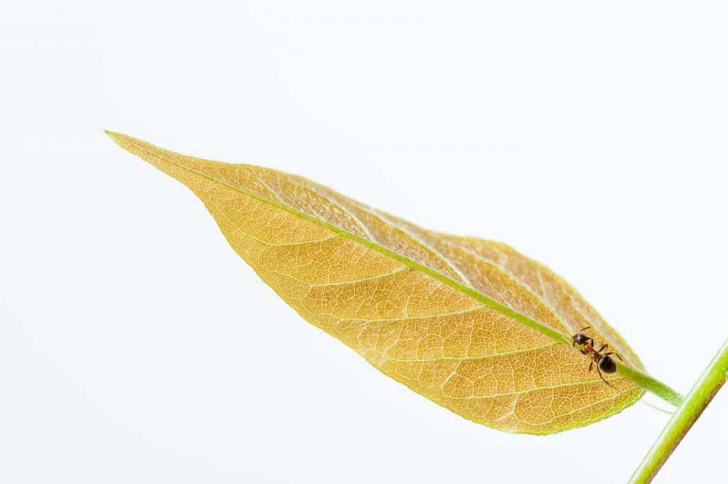 An ant on a yellow leaf.