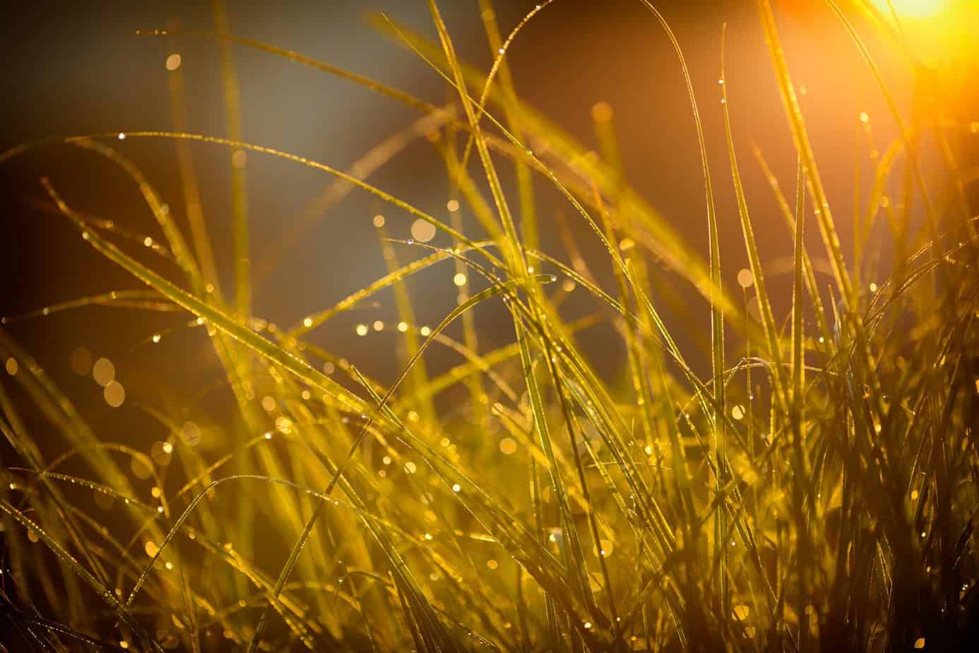 Sun rising through dew-covered grass.