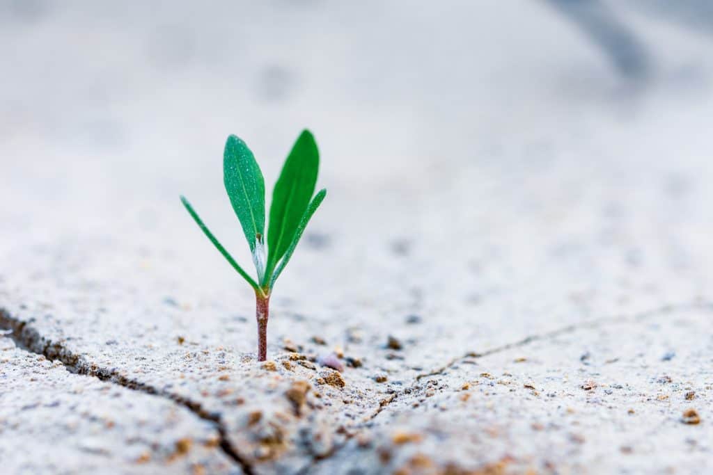 A picture of a sprout growing out of dry land or concrete.